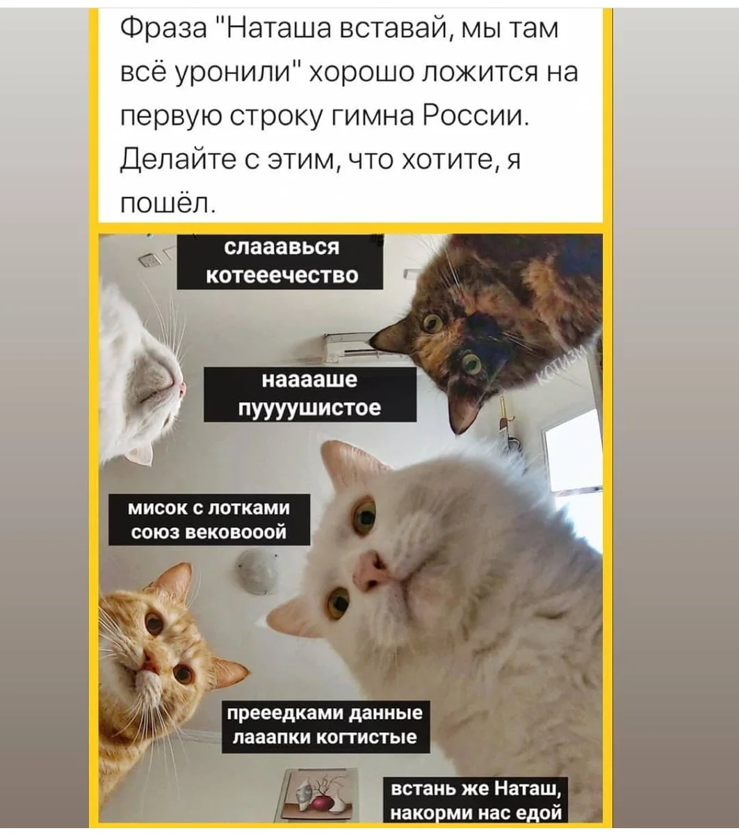 Наташка проснулась. Наташа вставай коты. Мемы с котом. Кот Мем.