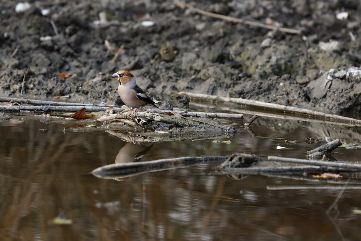 Подготовка к взлету