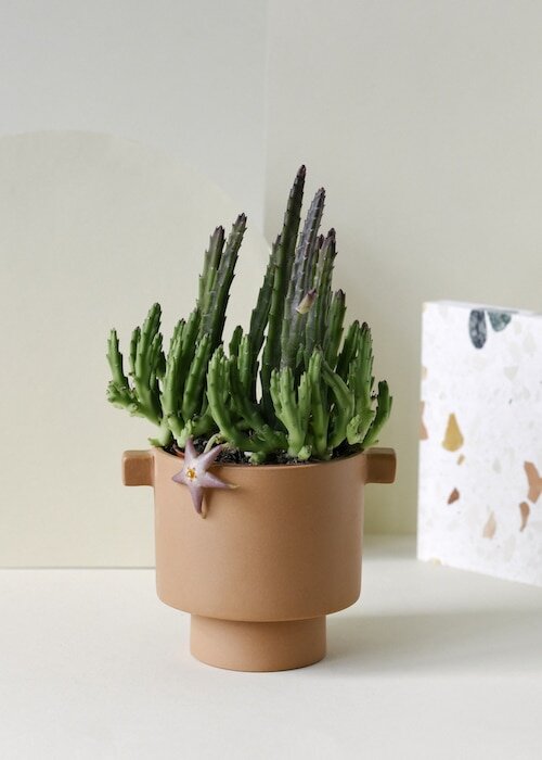 Стапелия (Stapelia)