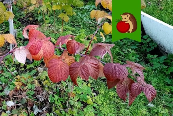 Краснеют листья у малины - что делать?