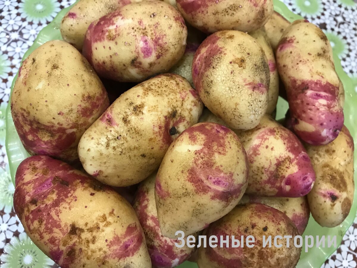 Это в середине июля выкопано 1 гнездо на "покушать"