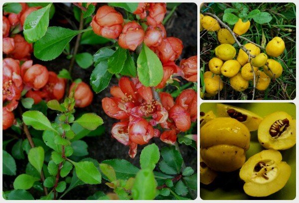 Айва японская, или хеномелес