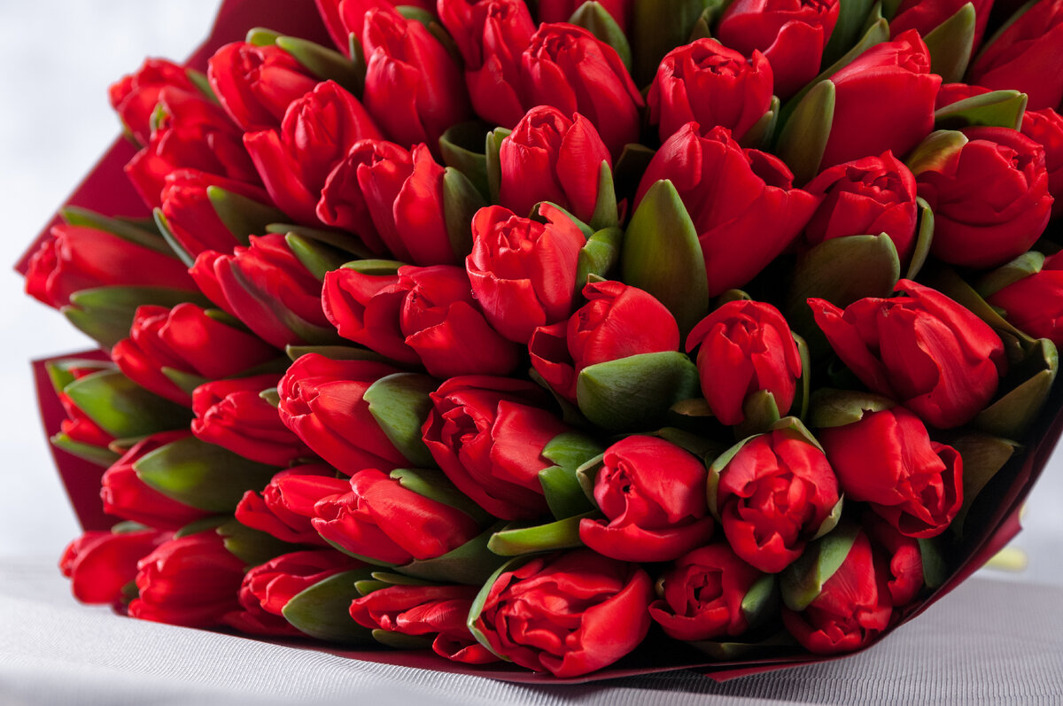 Сколько дарят цветов тюльпанов