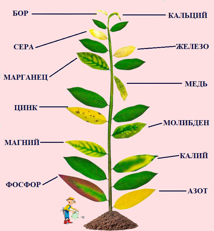 Нехватка азота у растений признаки фото