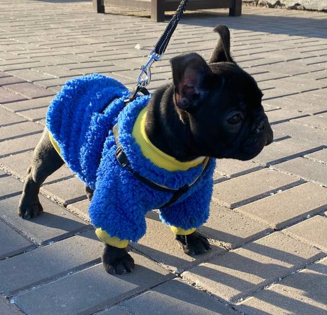 Гроза района 220 Вольт впервые вышел на прогулку почти в 3 месяца.