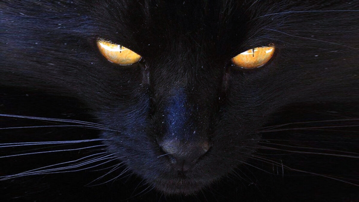 Огромный черный кот с оранжевыми глазами. Он появился недавно и быстро завоевал себе жизненное пространство, уважение котов, собак и ненависть людей... Серый, маленький кот жил в этом дворе.-2
