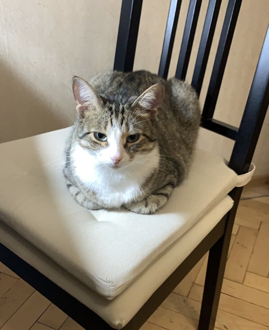 Кот Доширак