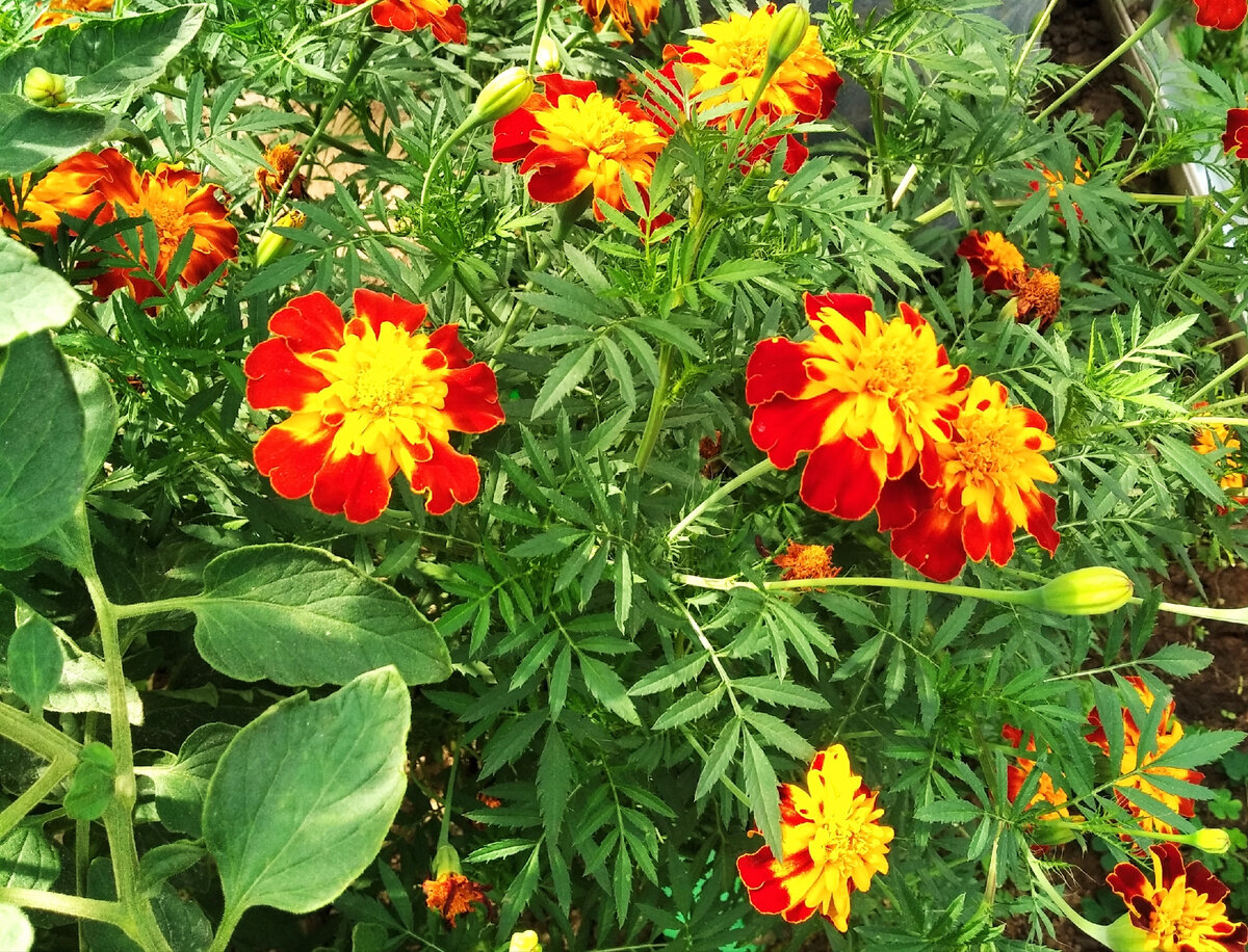 Бархатцы тоже помогают от насекомых вредителей