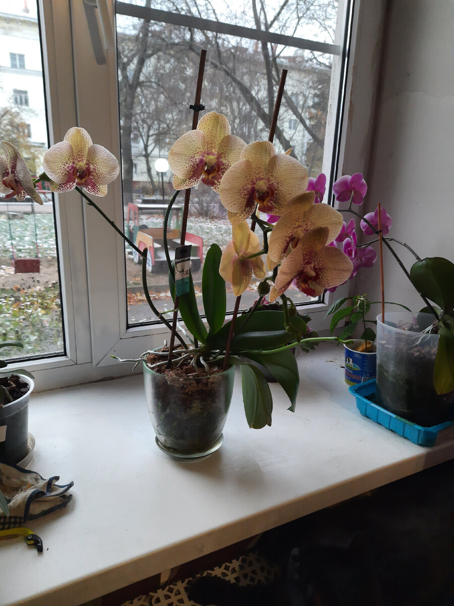 Вот так он выглядит сегодня. Цветет уже очень давно. Все лето точно. 