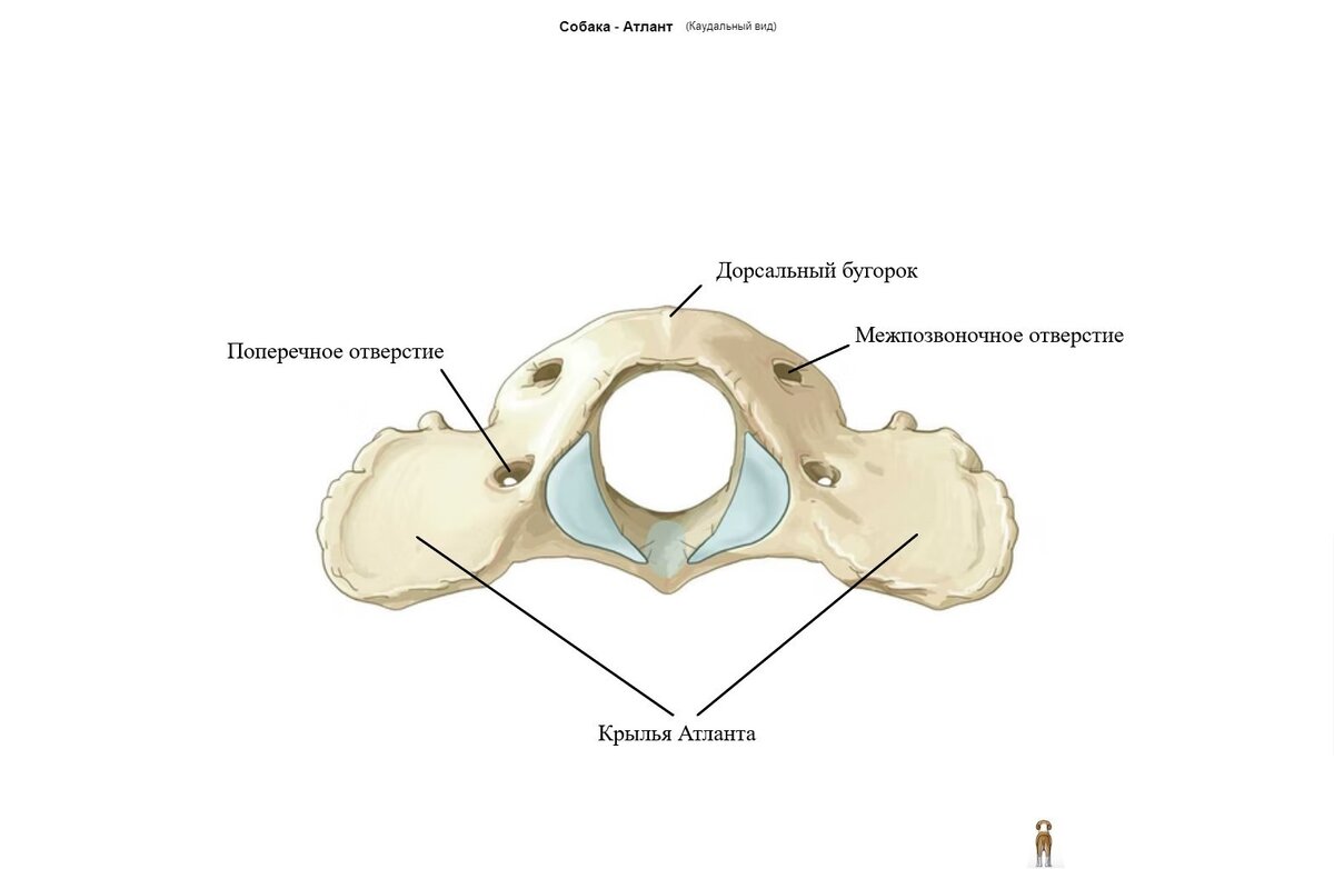 Первый шейный позвонок. Атлант.