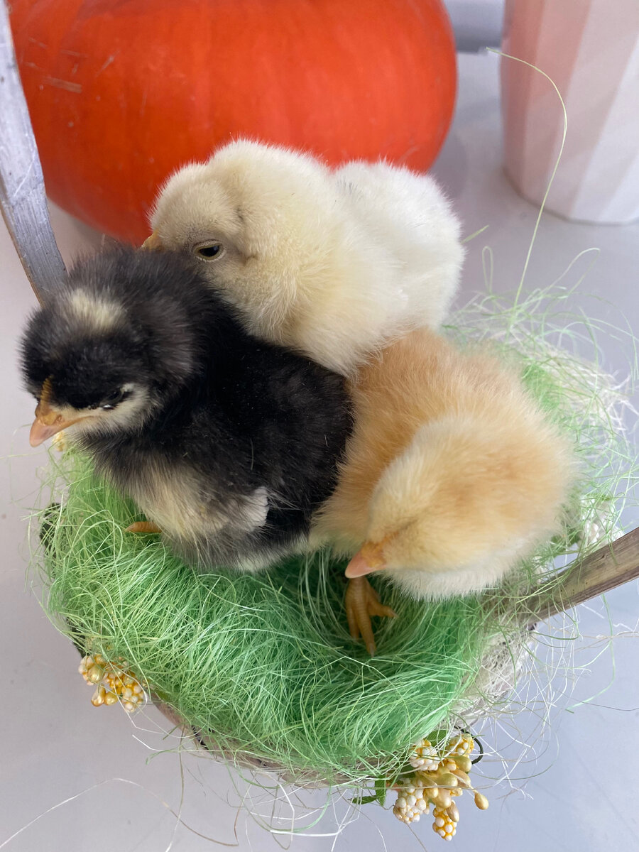 Одной из причин, по которой любители, в том числе и мы ,заводят Араукан – голубые (или зеленоватые) яйца. При правильном содержании курица может снести 160-180 таких яиц в год. Период яйцекладки начинается в 5,5-6 месяцев, однако в отзывах описываются и "позднеспелые" особи, начинающие нестись к 10 месяцам.Как правило причиной поздней кладки ,является ожирение курей.