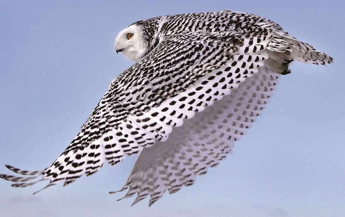 полярная сова в плёте. фото А. Ккривошапкин