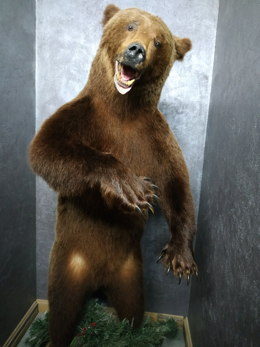 Медведь, приглашающий в ресторан