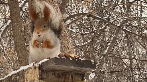 Беличьи секреты | Белка, синица и орех #белка | Дзен