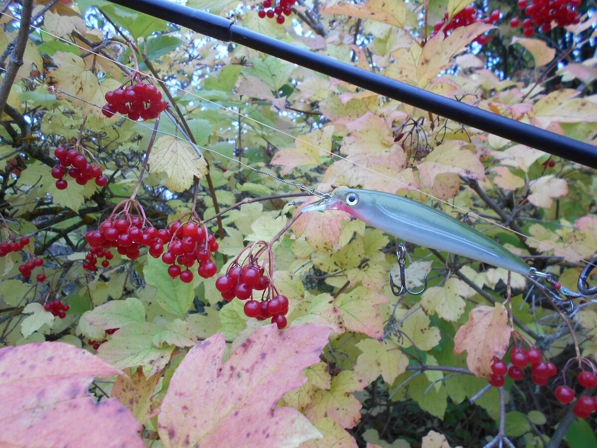 На сеансе "психорыботерапии". Фото А. Вершинина.