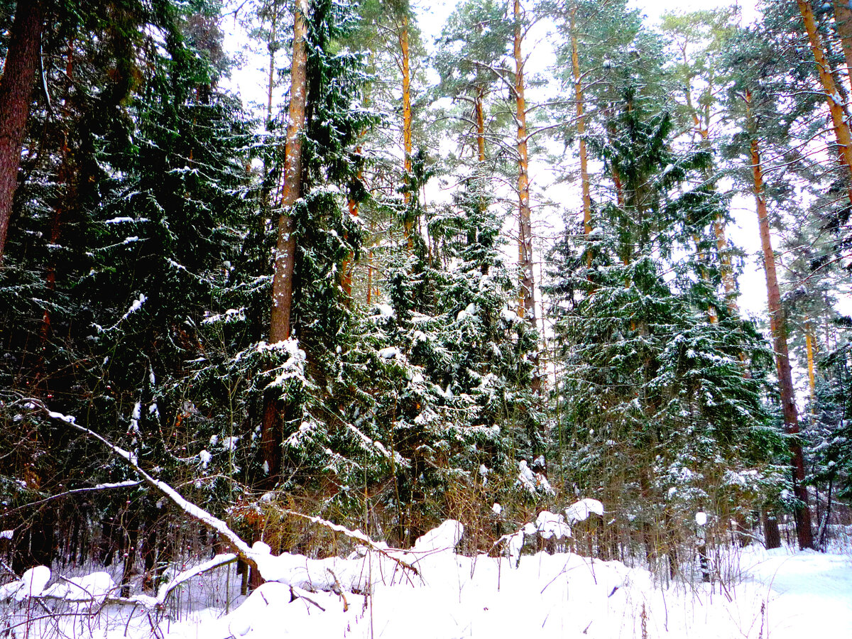 Лес, смотрящий в окна родного дома. Фото автора