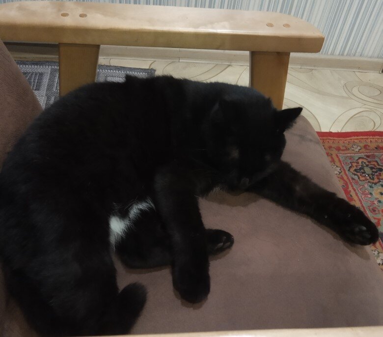 Кот спит -это его главное занятие