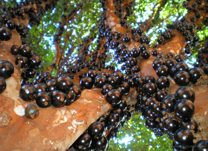 Характеристики жаботикаба