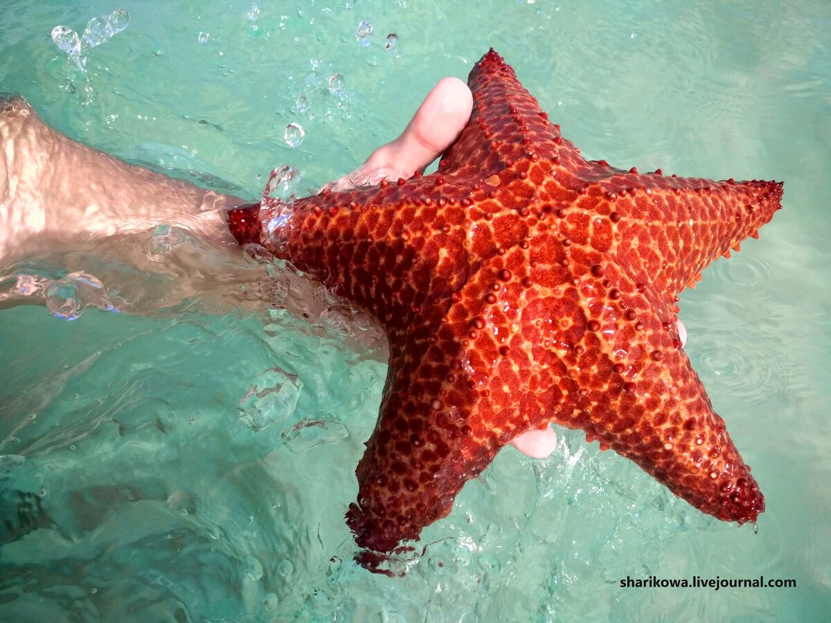 Морская звезда, пойманная на Кубе