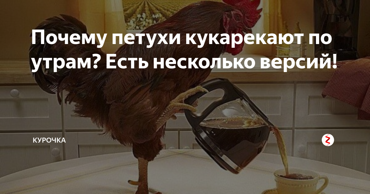 Почему петухи кукарекают утром. Зачем петухи кукарекают по утрам. Почему петух кукарекает. Почему кричит петух
