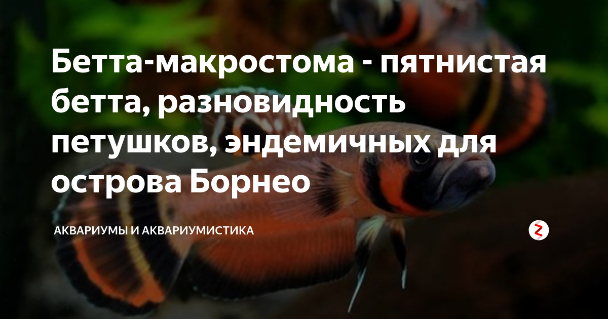 Бетта-макростома - пятнистая бетта, разновидность петушков, эндемичных ...