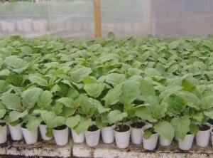 Все сорта астр по вегетативному периоду (сроку от посева семян до начала цветения) делятся на три вида: