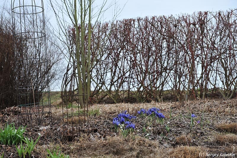 Иридодиктиум Harmony