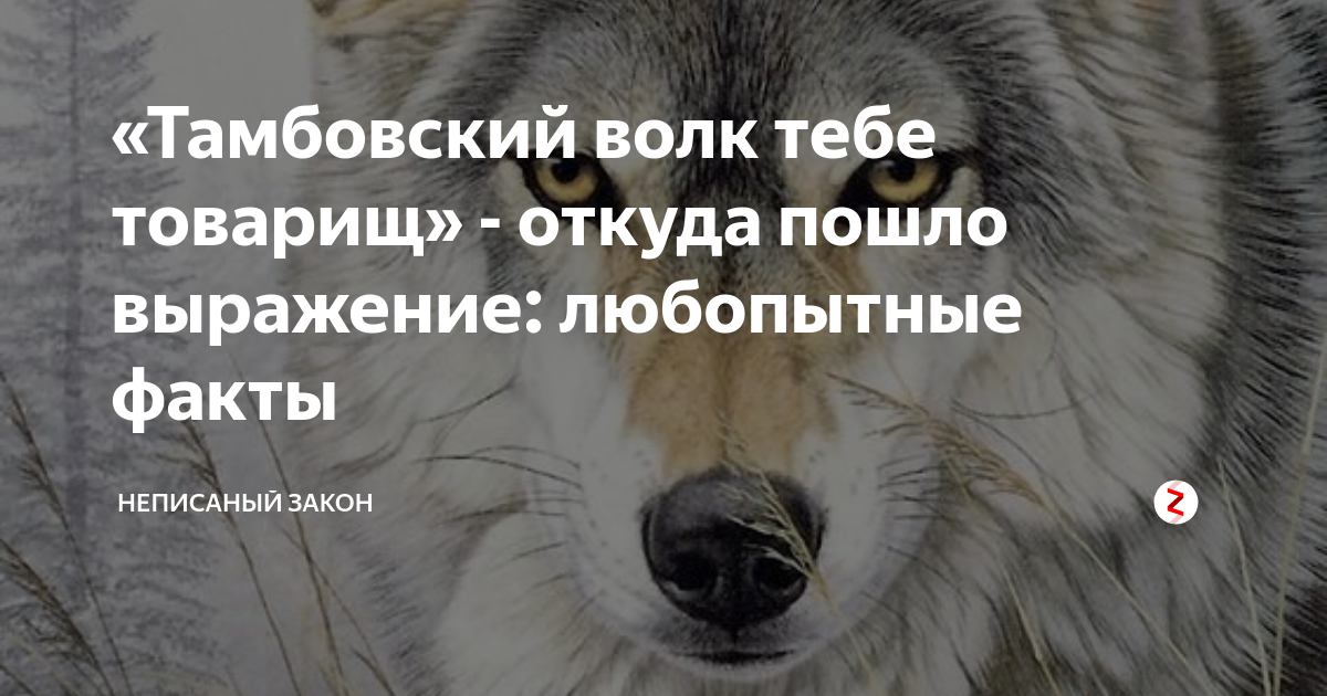 Откуда выражение тамбовский волк. Волк тебе товарищ. Тамбовский волк. Тамбовский волк тебе. Выражение Тамбовский волк тебе товарищ.