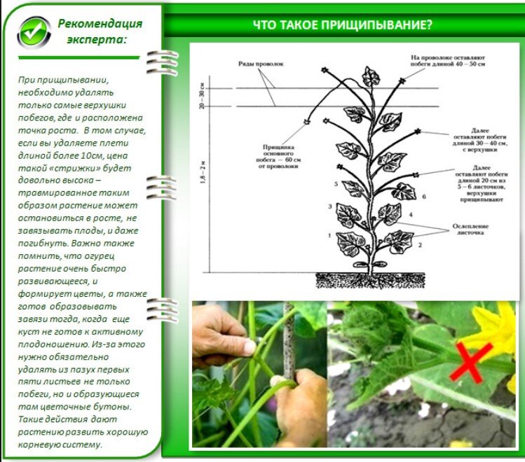 Как прищипывать огурцы в теплице?