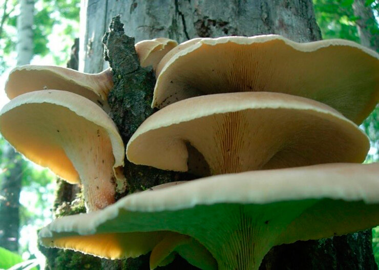 Этот пилолистник бокаловидный (Lentinus cyathiformis) является одним из малоизвестных «родственников» знаменитого шиитаке, и так же, как и он, обладает противовирусной активностью