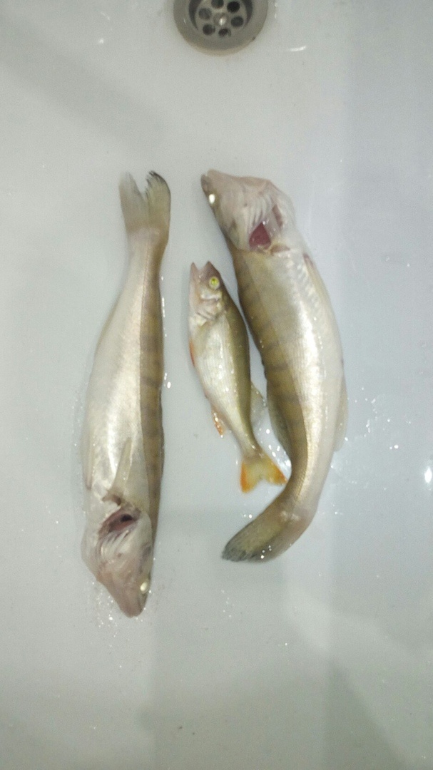 Вот такой вот улов составил у меня сегодня .Два судака по 500-600 грамм и окунек в районе 250-300 грамм.Судаки кстати клюнули друг за другом сразу же.