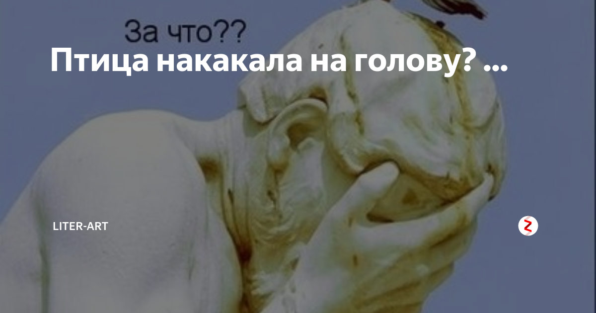 К чему птица накакала на одежду. Птица нагадила на голову. Птичка накакала на голову примета. К чему птица накакала на голову. Приметы если птица накакала на голову.