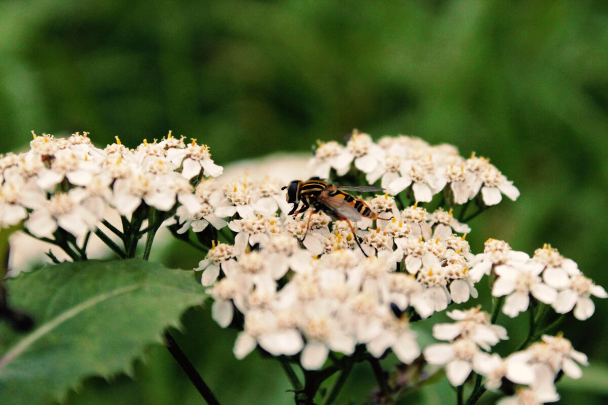  У мухи однажды спросили: как много в окрестностях, где ты летаешь цветов, какие они и что из себя представляют.