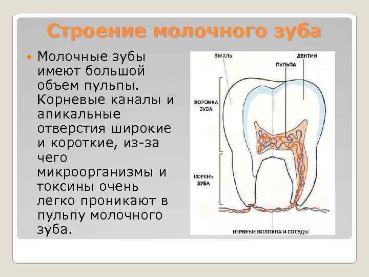 Молочные зубы ребёнка | временные зубы