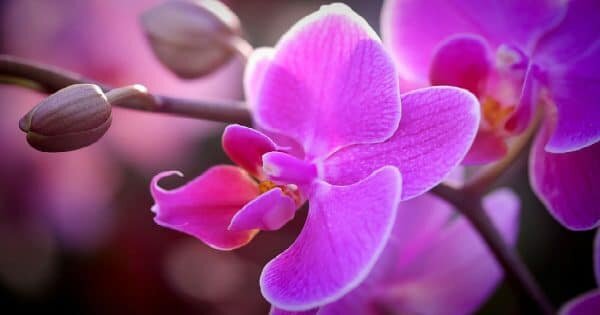 Фото: pixabay.com