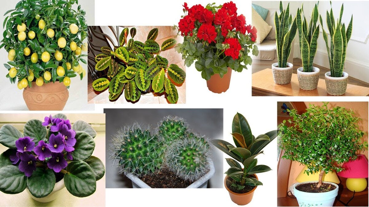 Комнатные цветы: приметы и суеверия, которыми окружены домашние растения