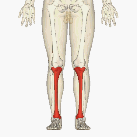 Большеберцовая кость