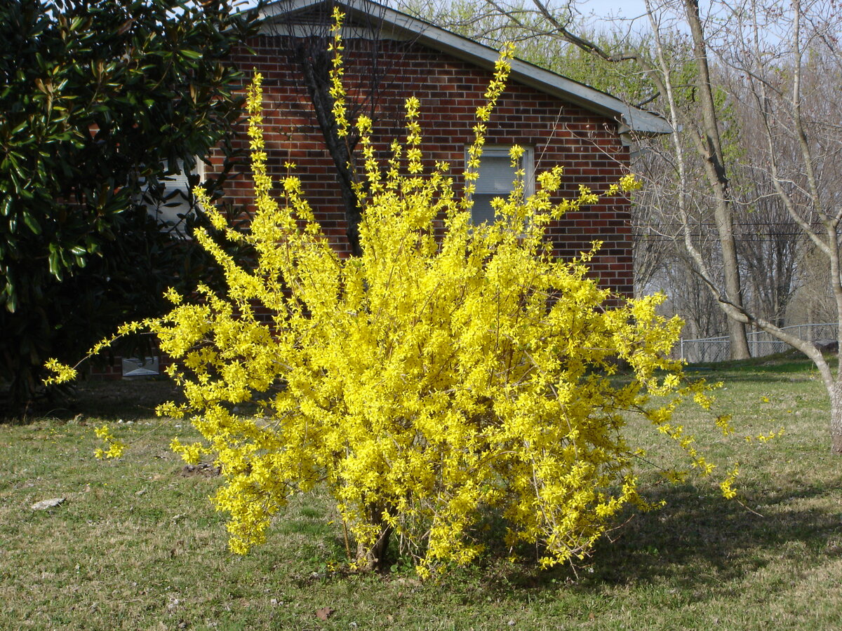 Forsythia suspensa