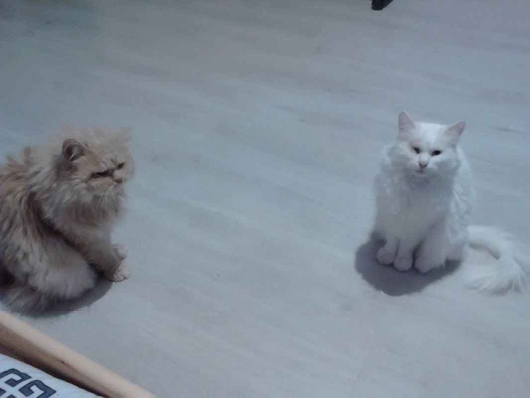 Банда. Фото автора.