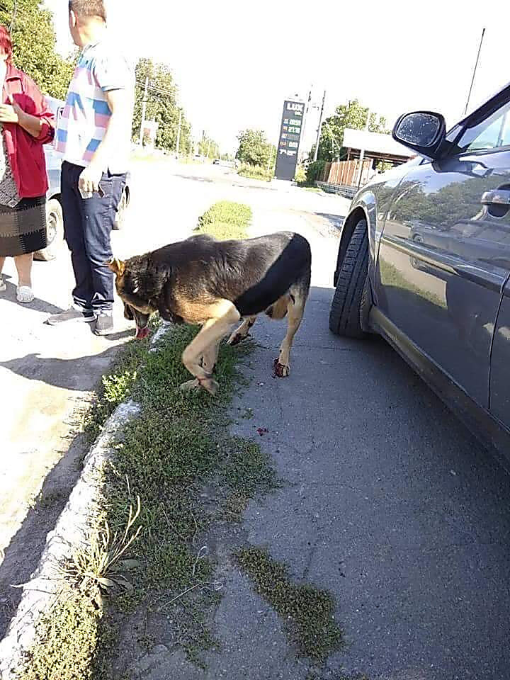 изображение взято с сайта dialog.ua