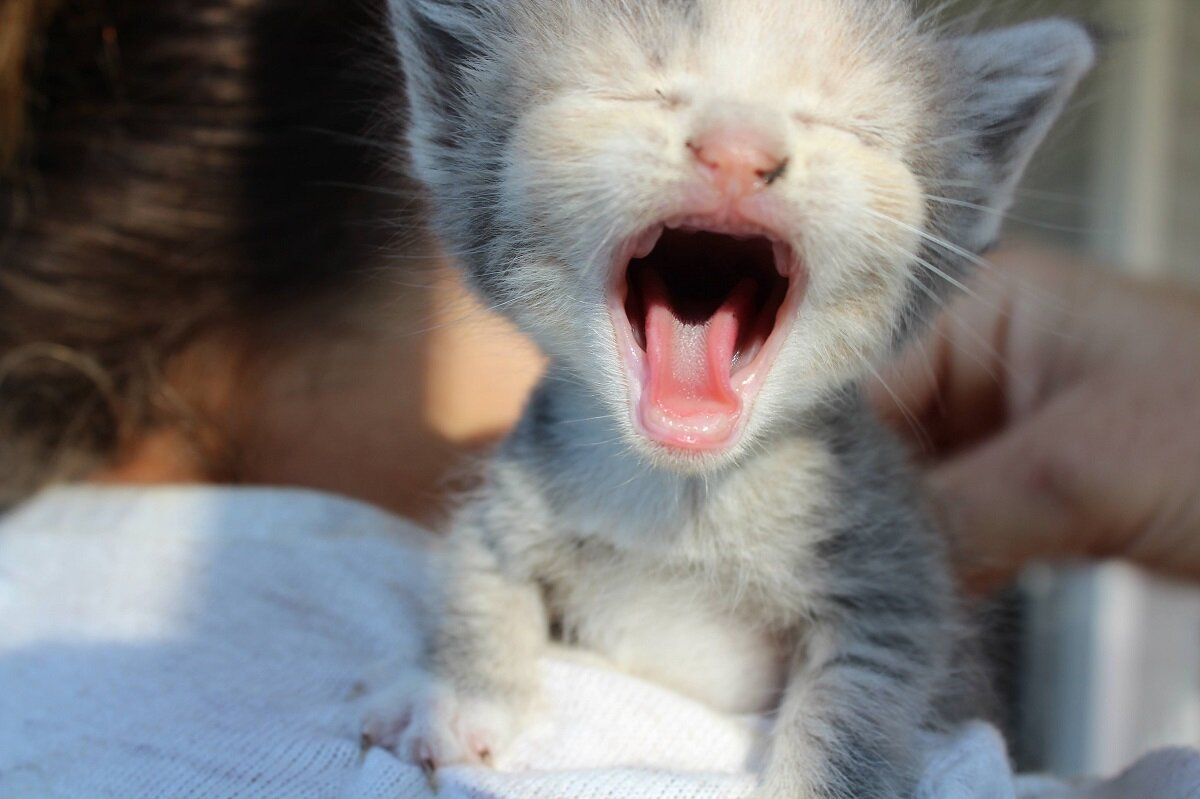 Как кричат котята. Котенок плачет. Кричащие котята. Котёночек кричит.