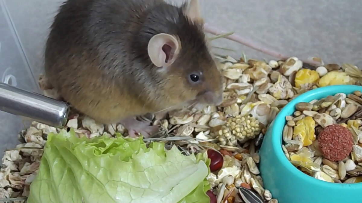 Что нужно знать о домашних декоративных мышах