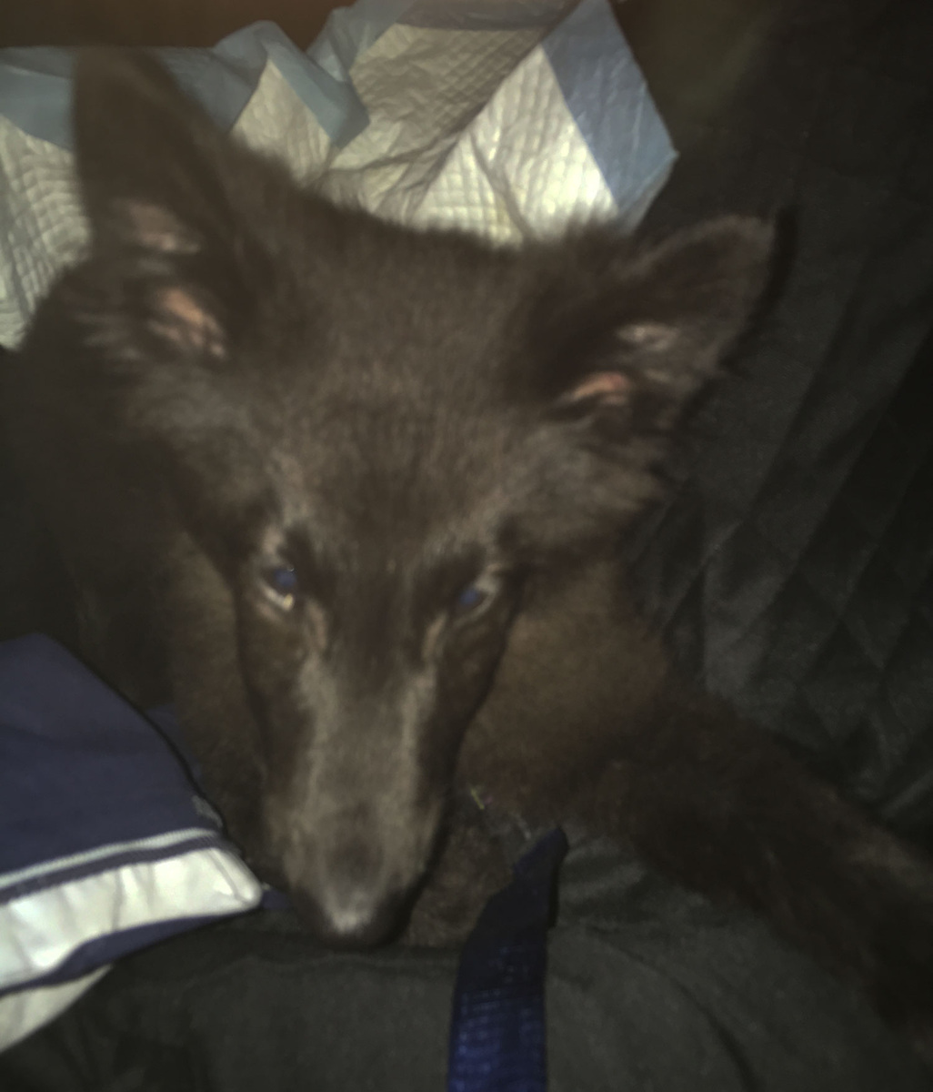 Расплывчато, не в фокусе, в темноте, в машине... Примерно так мы и знакомились.:)