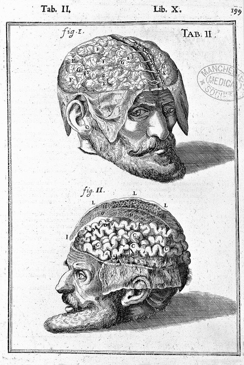 Пластина мозга. Кассерио (Casserio) Джулио. Tabulae anatomicae Евстахий. Мозг учителя.