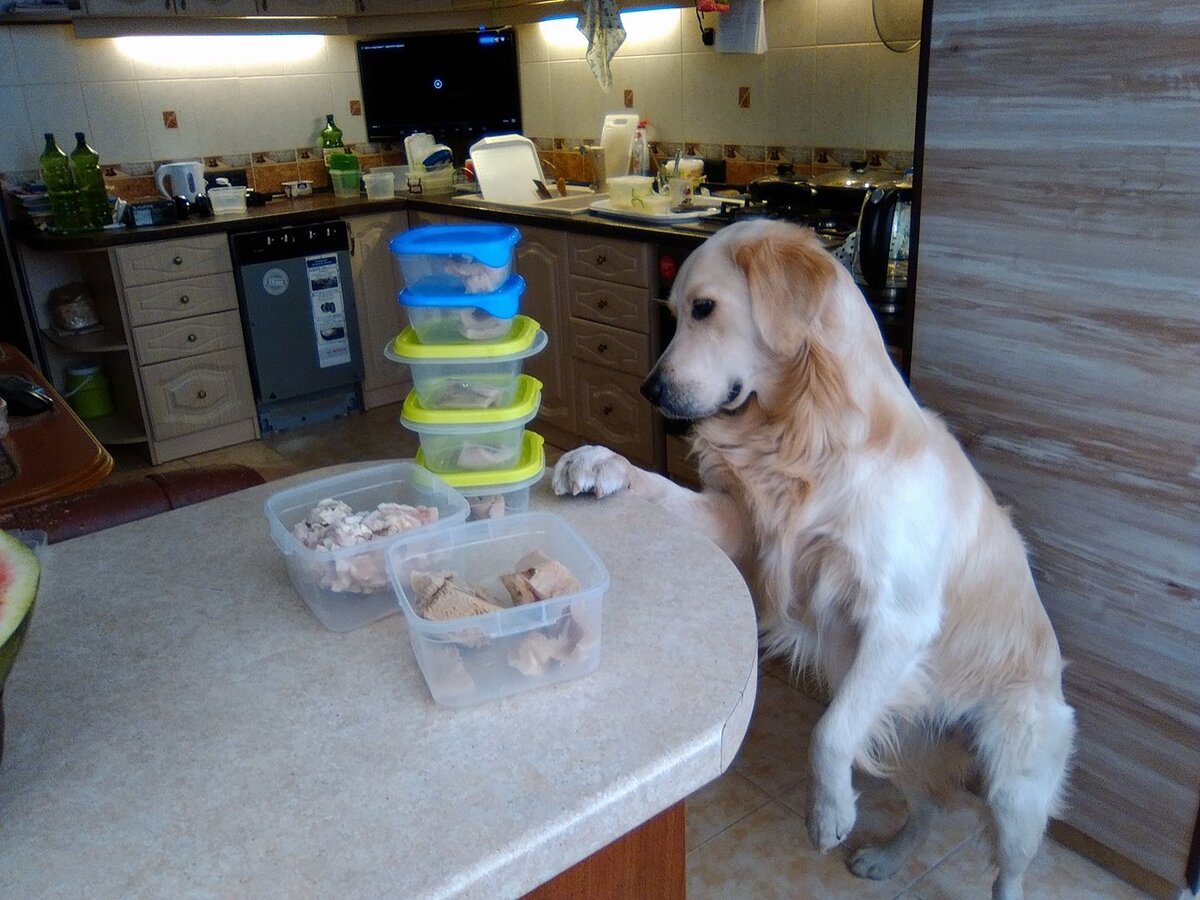 Куба с любовью смотрит на лоточки со свежим рубцом.