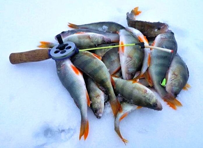 Ловля на шарагу зимой: видео увлекательной рыбалки на льду