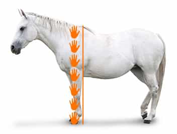 1 хэнд = 10,16 см.  Источник изображения:  horse.com