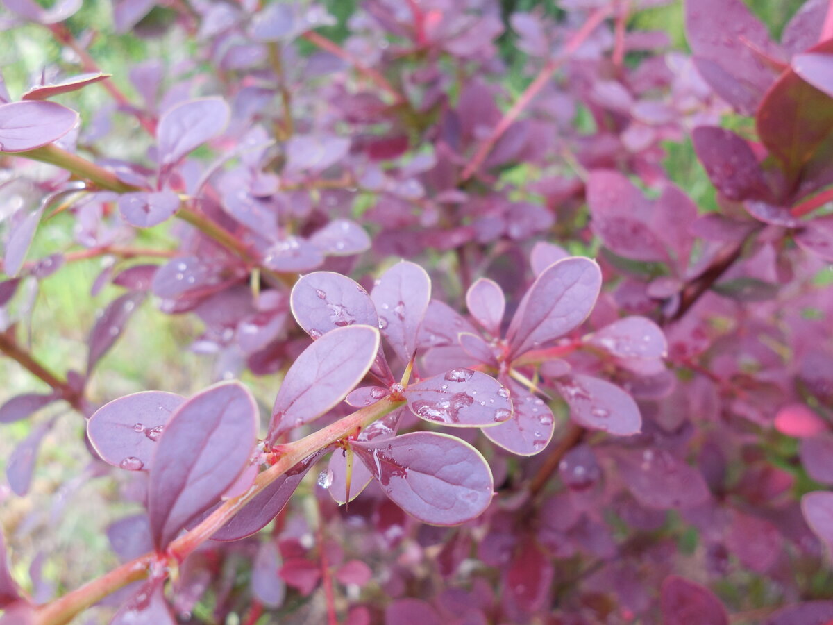 Барбарис. Похоже на сорт Голден Ринг, но, возможно, какой-то другой