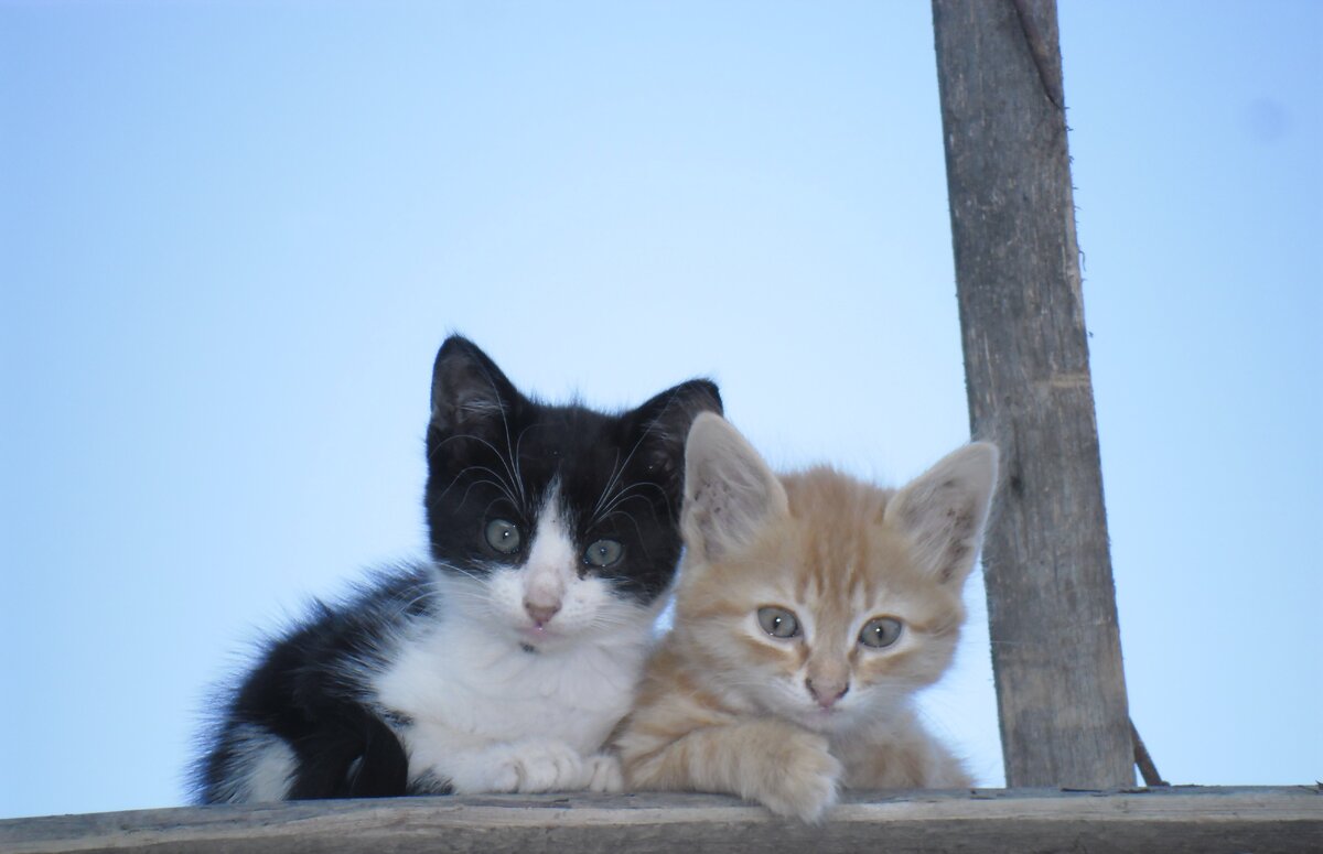 Кошечка мурка. Котенок Мурка. Kot muka. Фотографии кошки Мурки. Мурка и малыш.