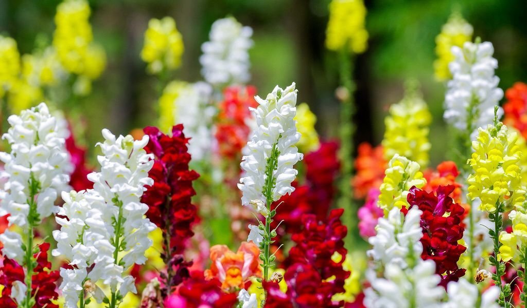 Львиный зев в открытом грунте